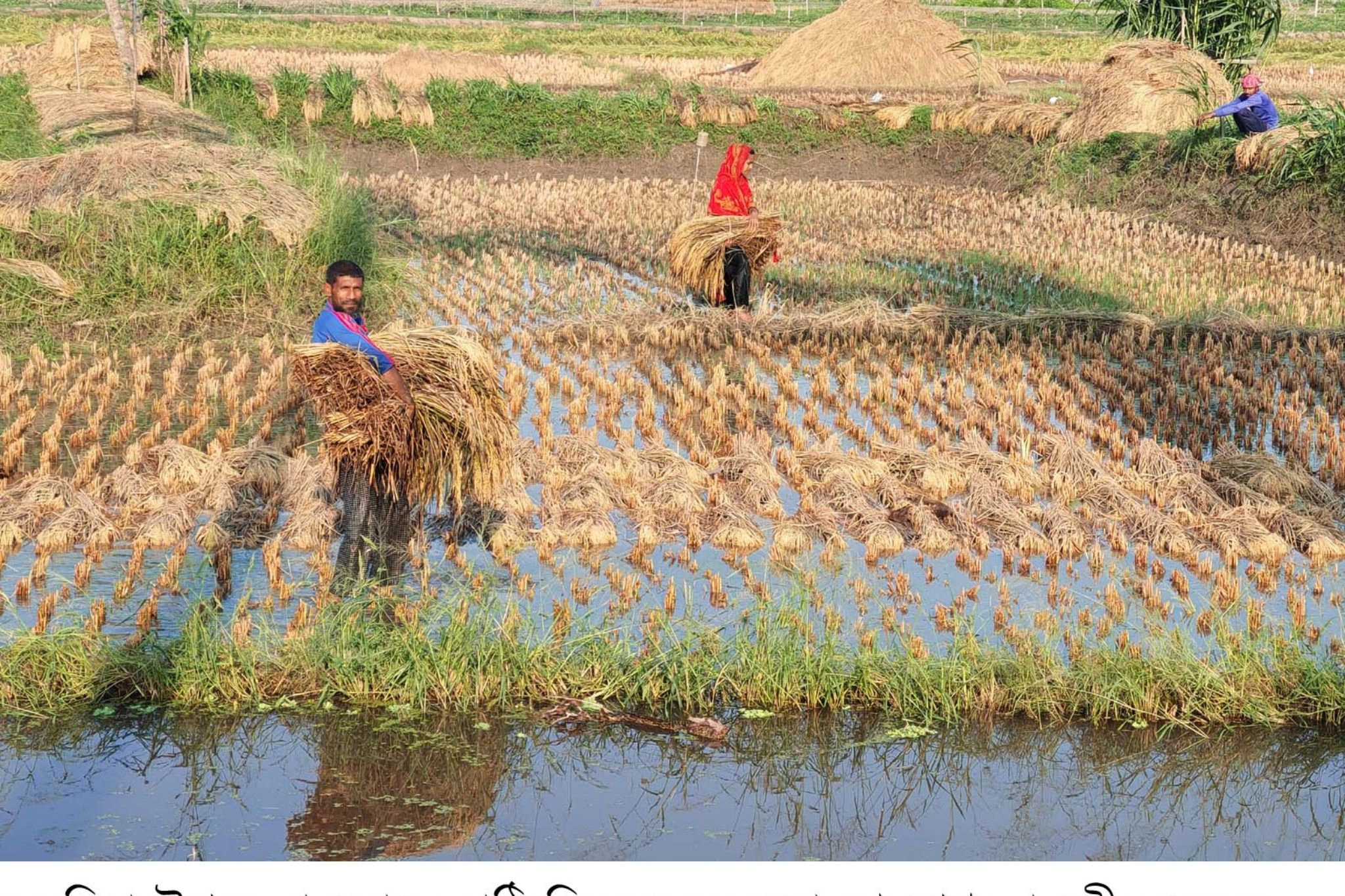 টানা বৃষ্টিতে কৃষকের মাথায় হাত