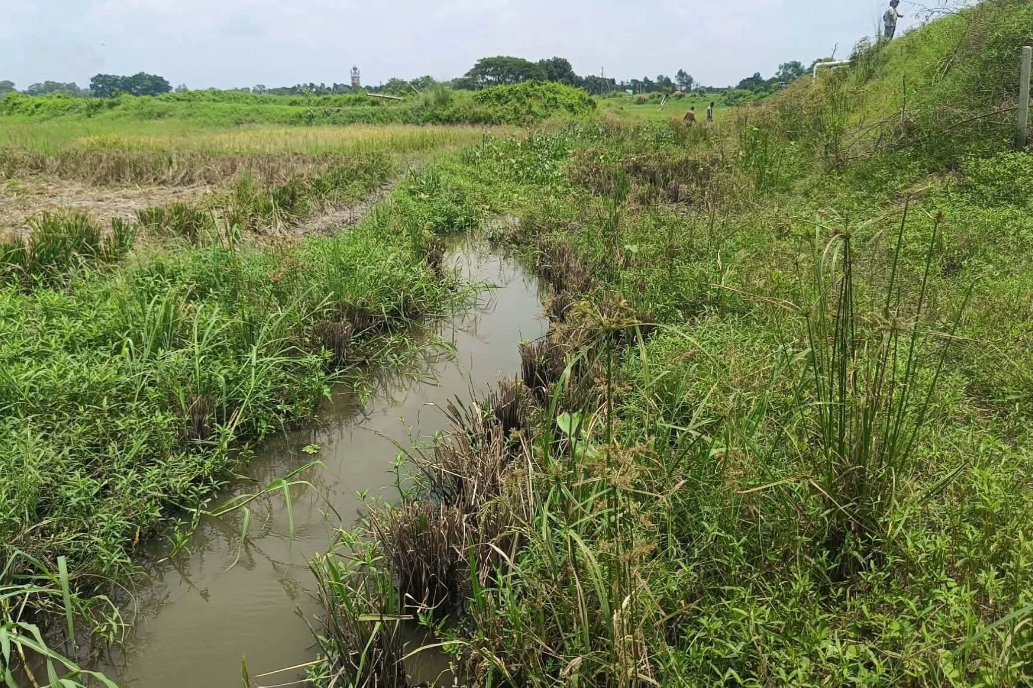 একসময়ের খরস্রোতা  খাল এখন সরু ড্রেন