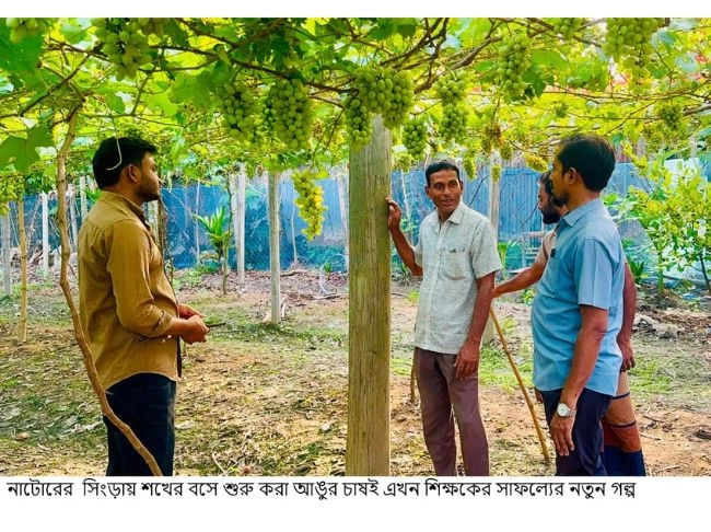 শখের আঙুর চাষে  শিক্ষকের সাফল্য