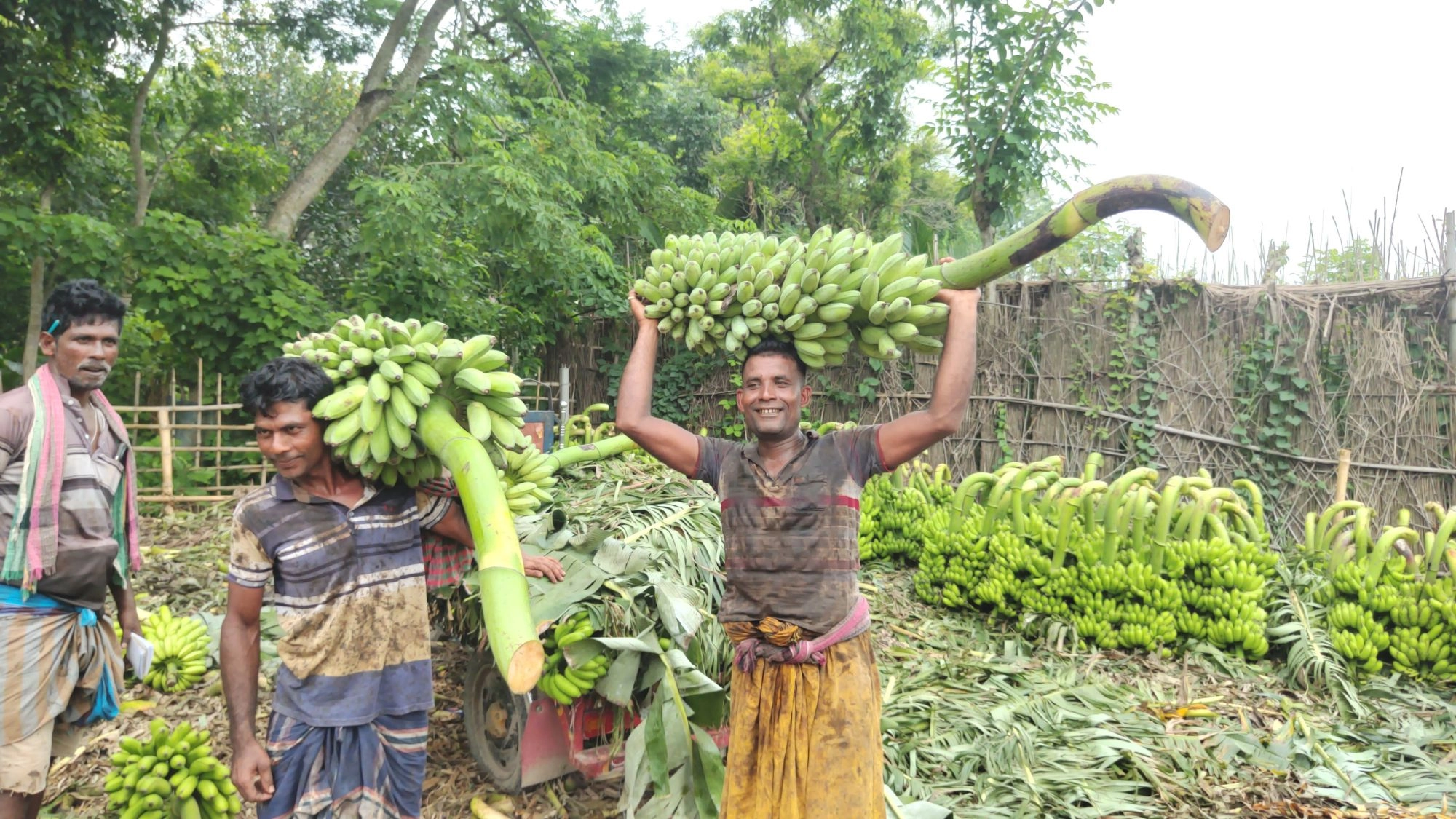 দেশজুড়ে ‘মেহেরসাগর’  কলার দাপট
