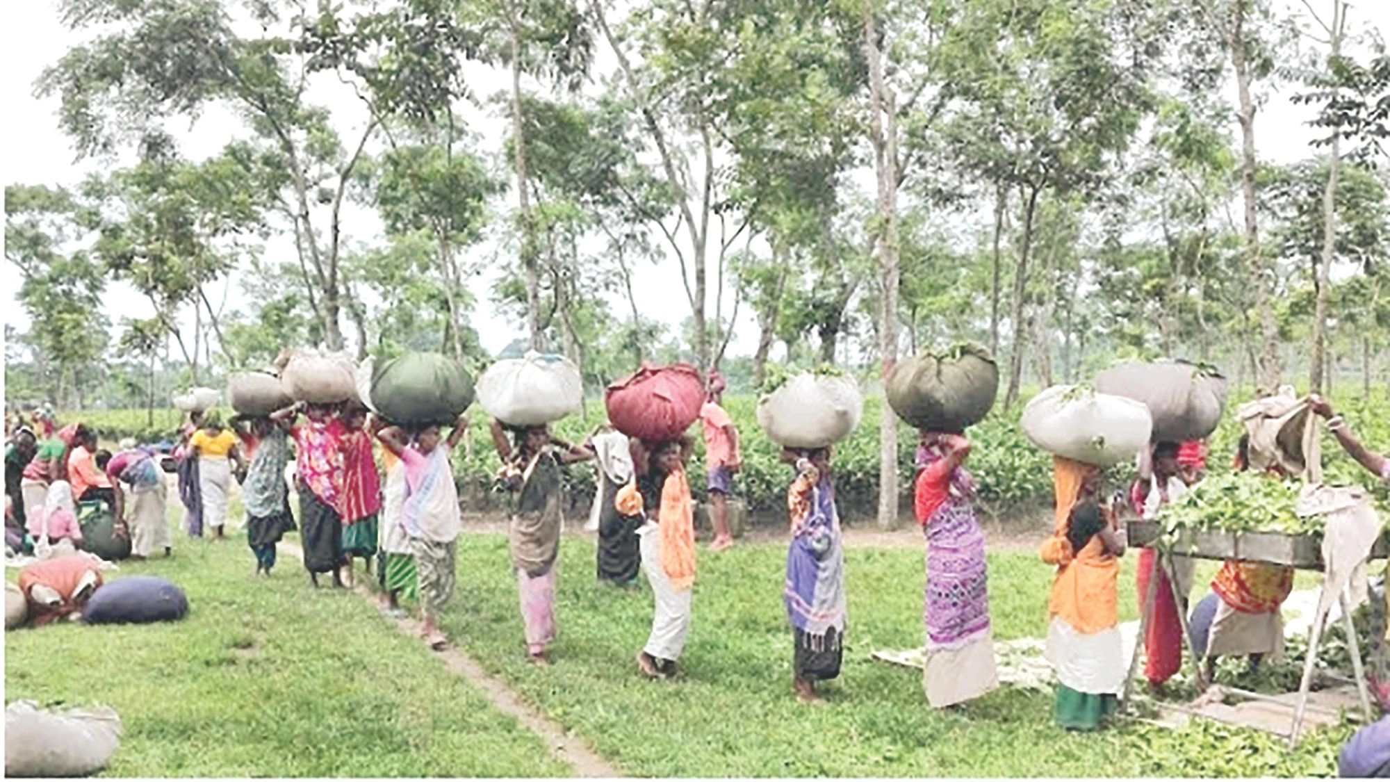 চা উৎপাদনে নতুন রেকর্ড