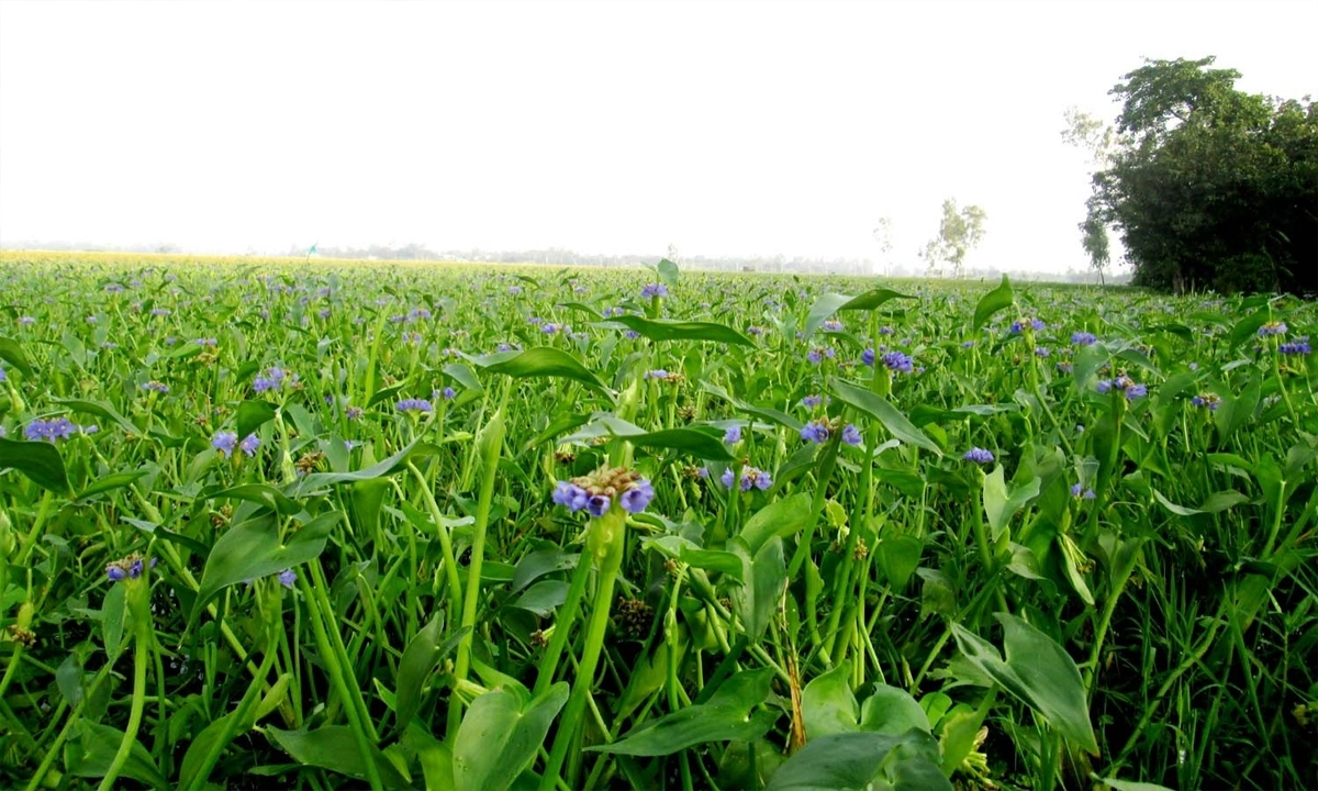 ছবি- রূপালী বাংলাদেশ