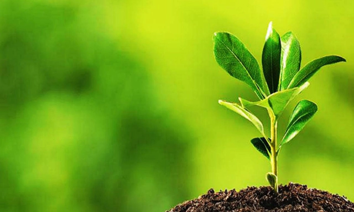 ছবি- সংগৃহীত