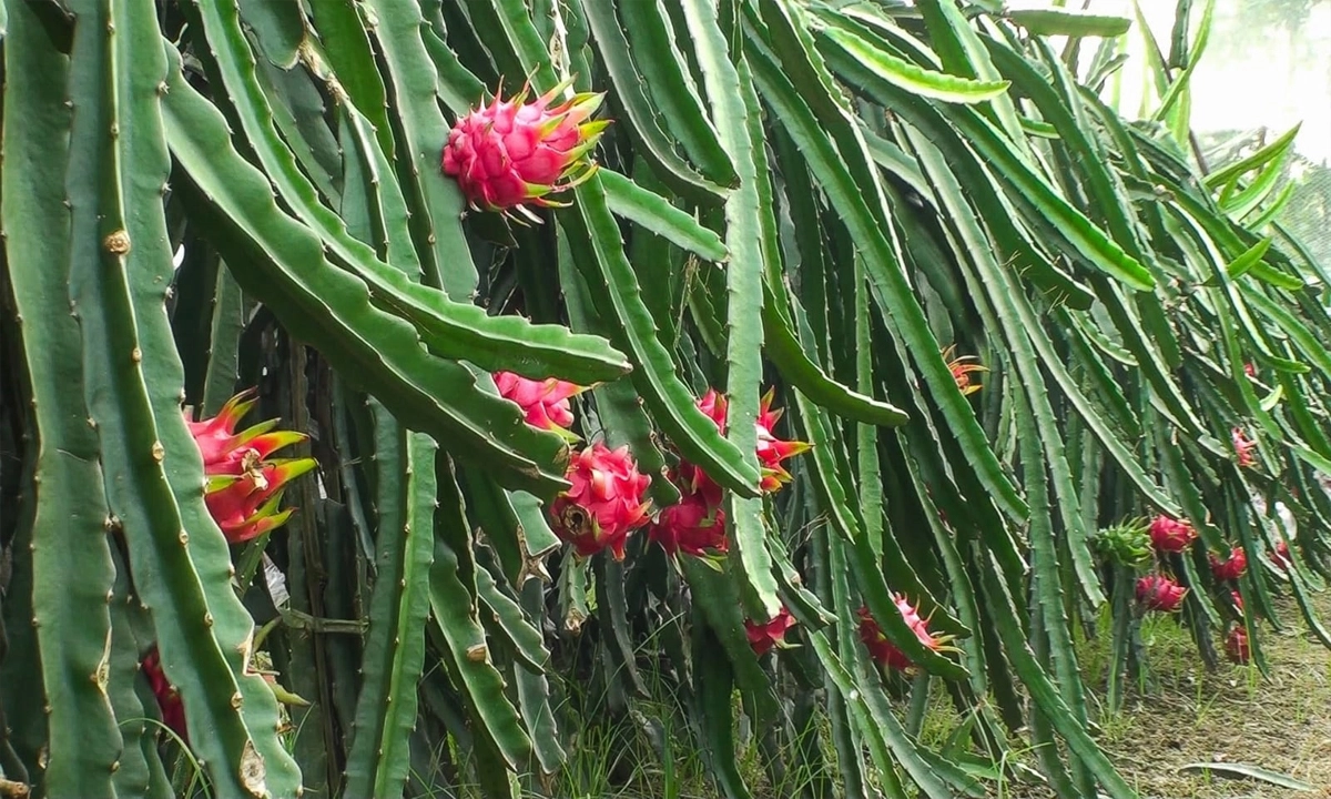 ছবি- রূপালী বাংলাদেশ
