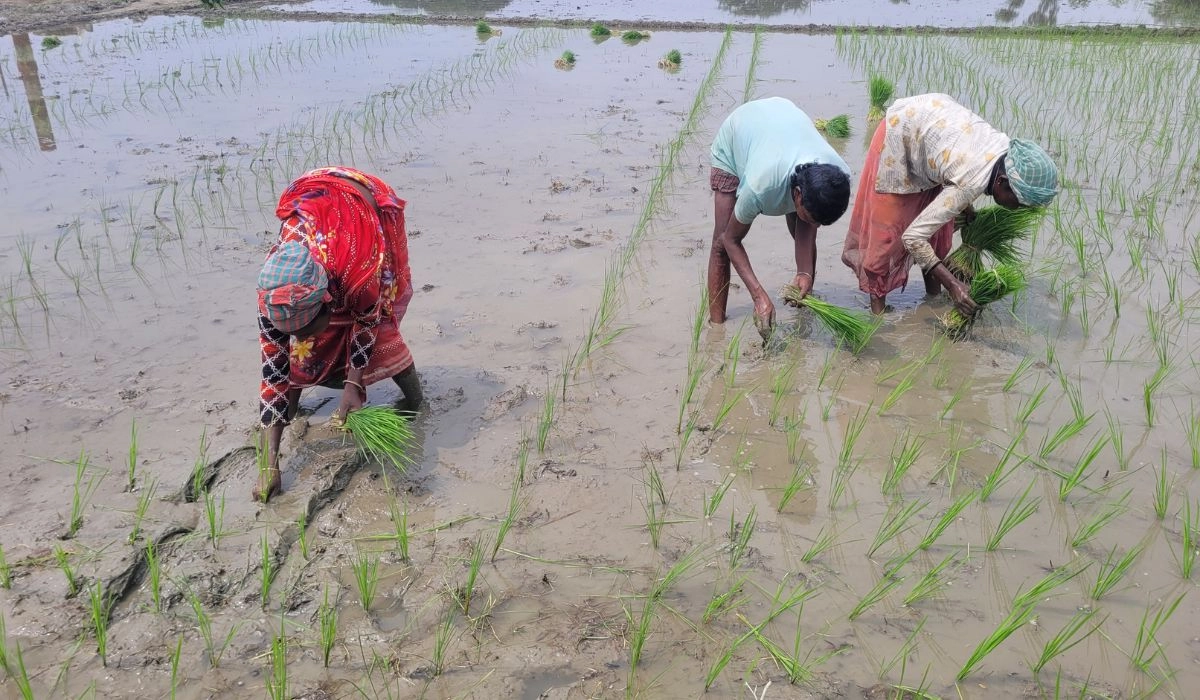 আমন রোপণে ব্যস্ত কৃষক