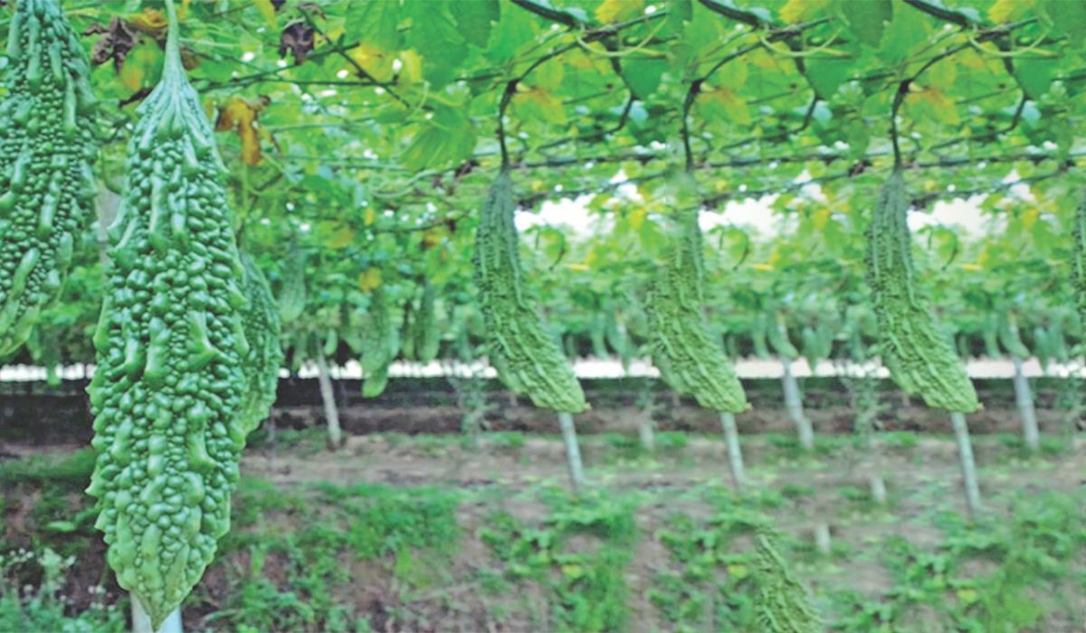 করলা চাষ পদ্ধতি