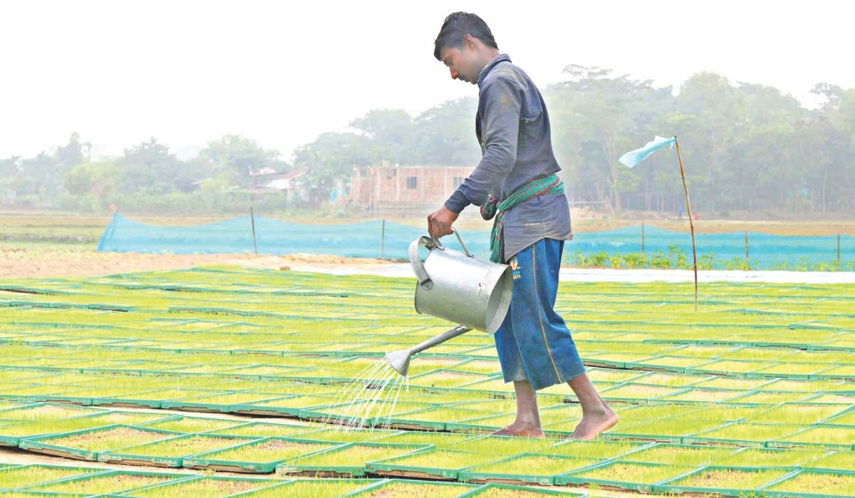 শ্রাবণের শেষে কৃষকের প্রস্তুতি