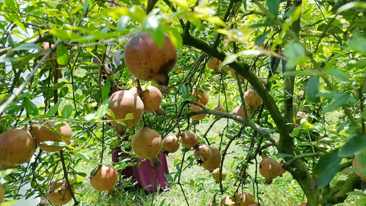 বাগানে ঝুলছে আনার। ছবি- রূপালী বাংলাদেশ