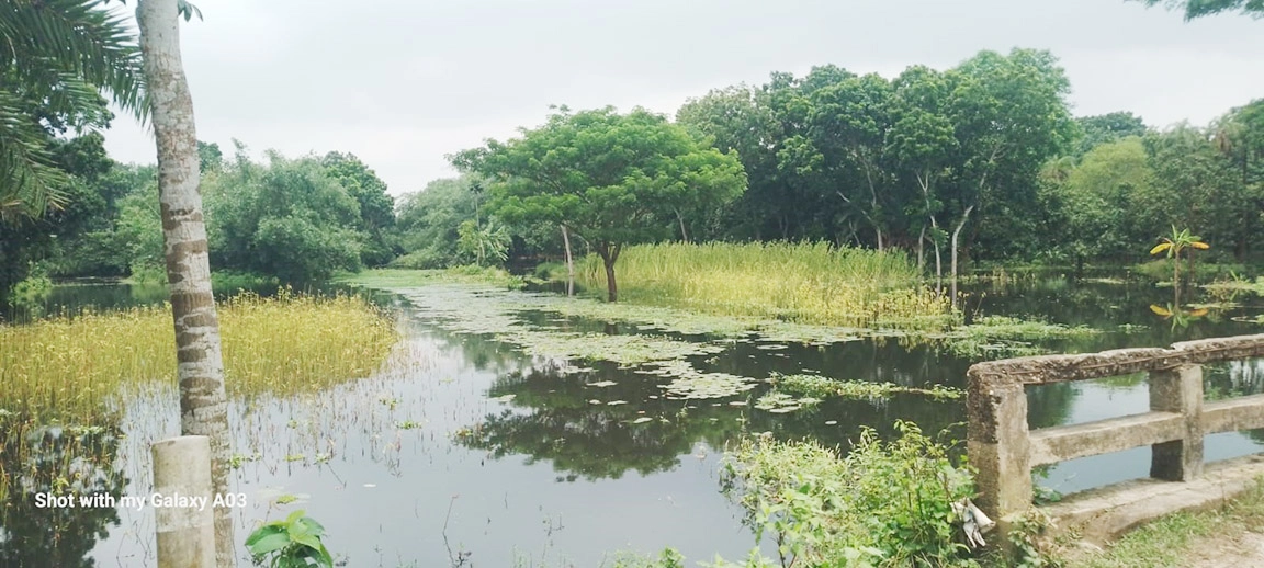 বেনাপোলে শত শত একর জমির আমন ধান প্লাবিত