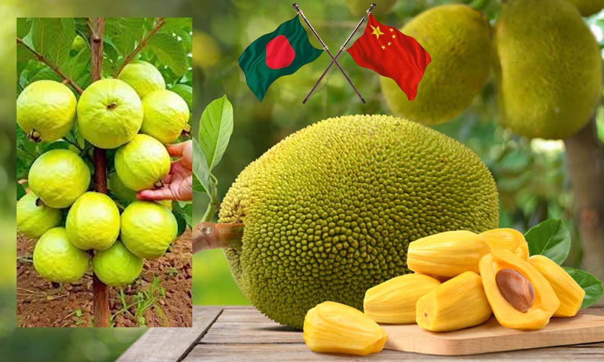 বাংলাদেশ থেকে কাঁঠাল ও পেয়ারা  আমদানি করতে চায় চীন। ছবি- সংগৃহীত