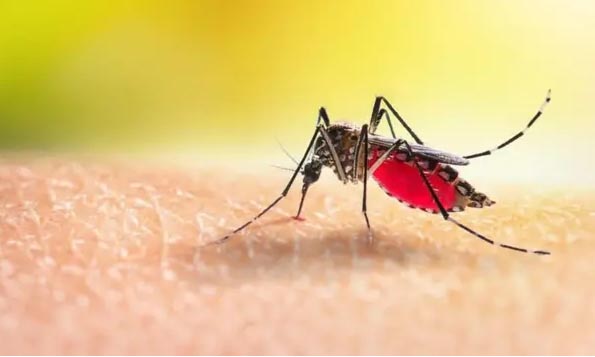 এডিস মশা। ছবি- সংগৃহীত