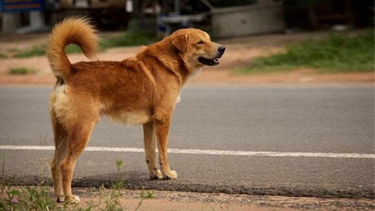 কুকুর। ছবি : সংগৃহীত