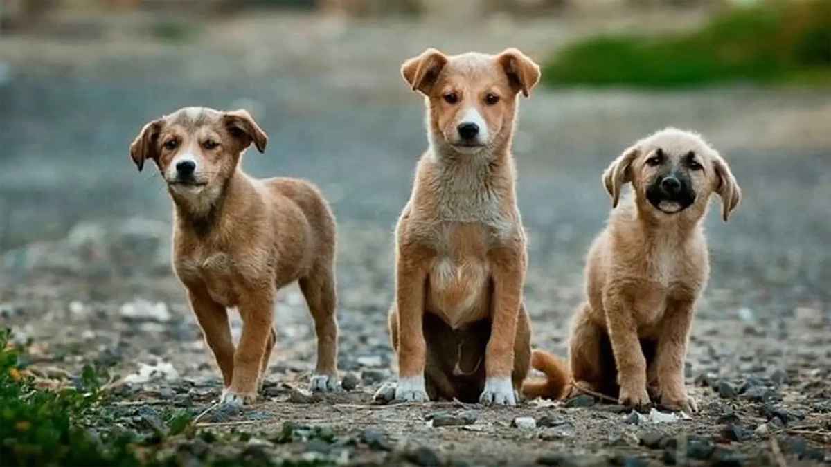 ছবি- সংগৃহীত