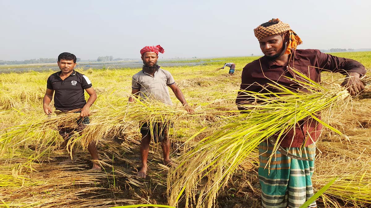 মাঠজুড়ে শুরু হয়েছে আমন ধান কাটার উৎসব।  ছবি- রূপালী বাংলাদেশ