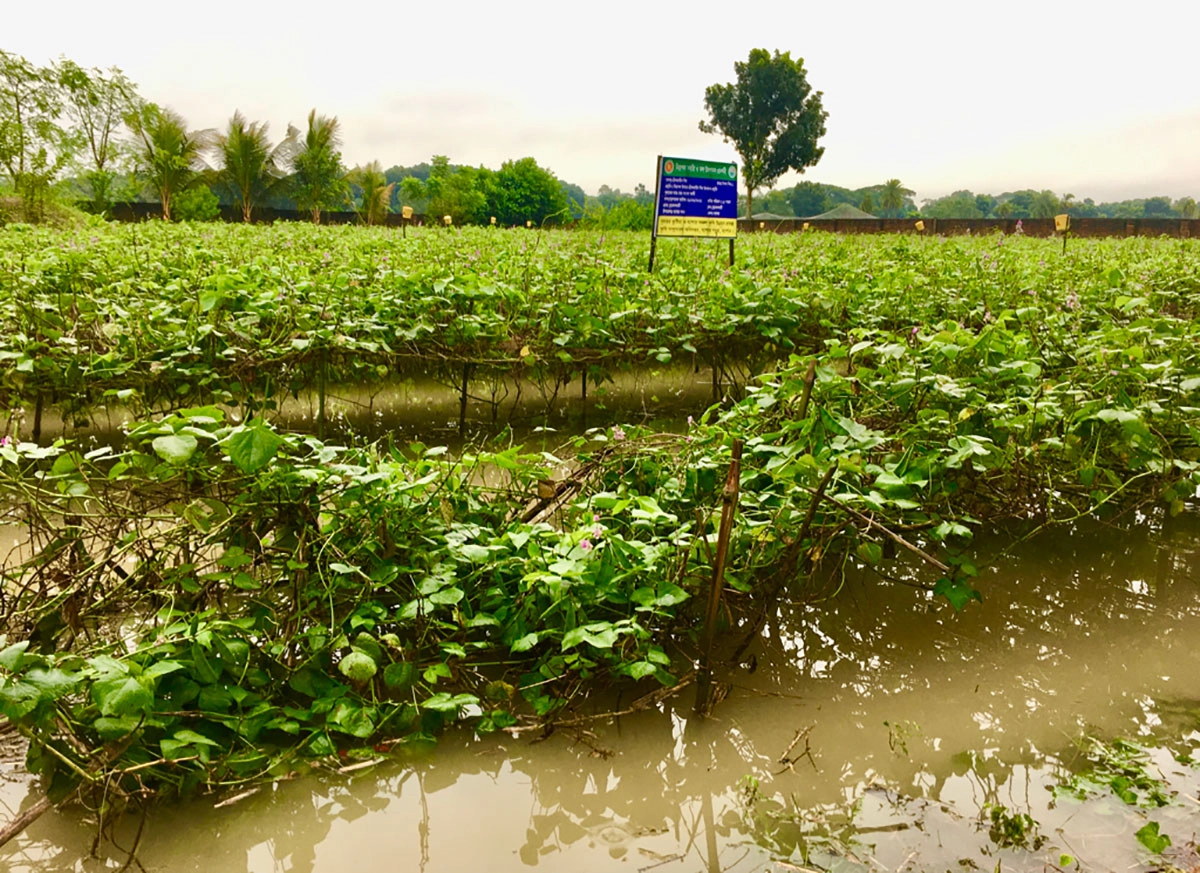 টানা বৃষ্টি স্বপ্ন ভাঙল  সবজি চাষিদের