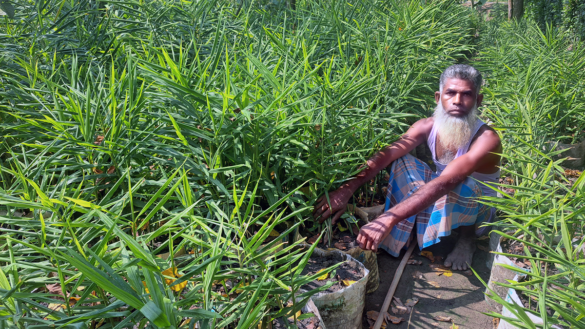 দিন দিন বস্তা আদা চাষে ঝুঁকছেন কৃষক।  ছবি- রূপালী বাংলাদেশ