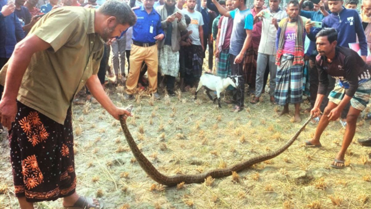 কুড়িগ্রামের ভূরুঙ্গামারীতে উদ্ধার হওয়া অজগর সাপ। ছবি- রূপালী বাংলাদেশ