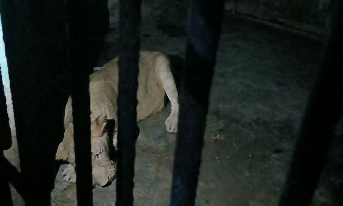 আড়াই ঘণ্টা  বাইরে থেকে খাঁচায় ফিরল সিংহী ডেইজি। ছবি- সংগৃহীত