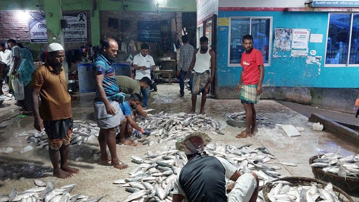 মাছের আড়তে ইলিশ। ছবি- সংগৃহীত