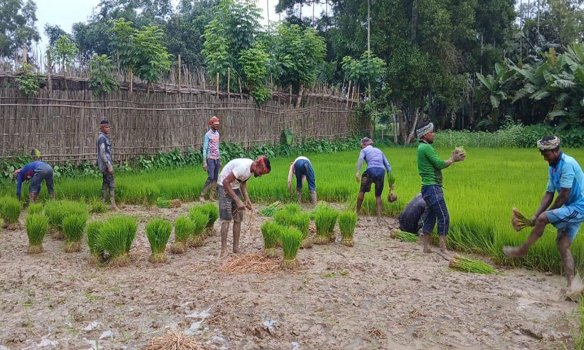 নকলার বানেশ্বরদী গ্রামে কৃষক ও কৃষি শ্রমিকরা বীজতলা থেকে চারা সংগ্রহ করছেন। ছবি- রূপালী বাংলাদেশ