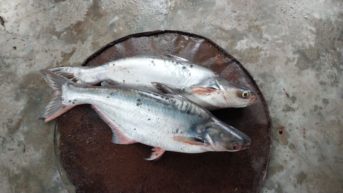 আরবিতে লেখা পাঙ্গাস মাছ দুটি। ছবি- ‍রূপালী বাংলাদেশ