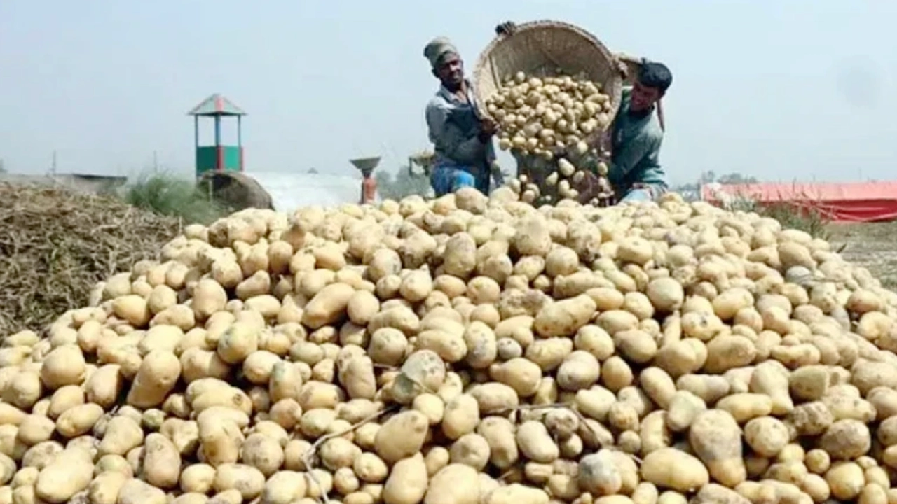 মাঠে আলু চাষিরা। ছবি- সংগৃহীত