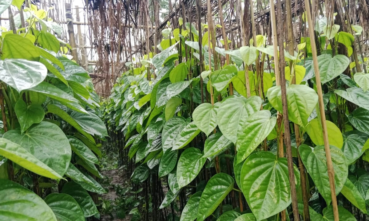 হোসেনপুরের উৎপাদিত পান উপজেলার চাহিদা মিটিয়ে চলে যাচ্ছে পার্শ্ববর্তী উপজেলা ও জেলাসহ দেশের বিভিন্ন স্থানে। ছবি- রূপালী বাংলাদেশ