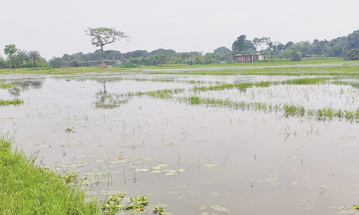 ছবি- সংগৃহীত