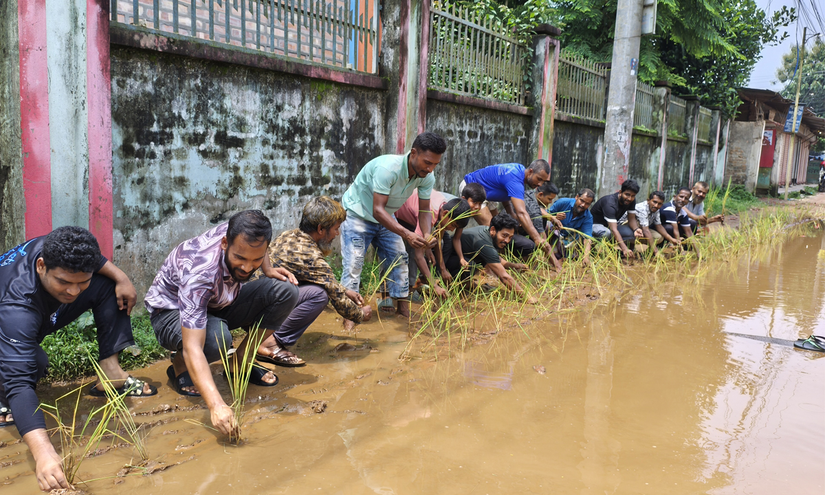 ঠাকুরগাঁওয়ে চলাচলের অযোগ্য হয়ে পড়া সড়কে ধানের চারা রোপণ করে অভিনব প্রতিবাদ জানান স্থানীয়রা। ছবি- রূপালী বাংলাদেশ