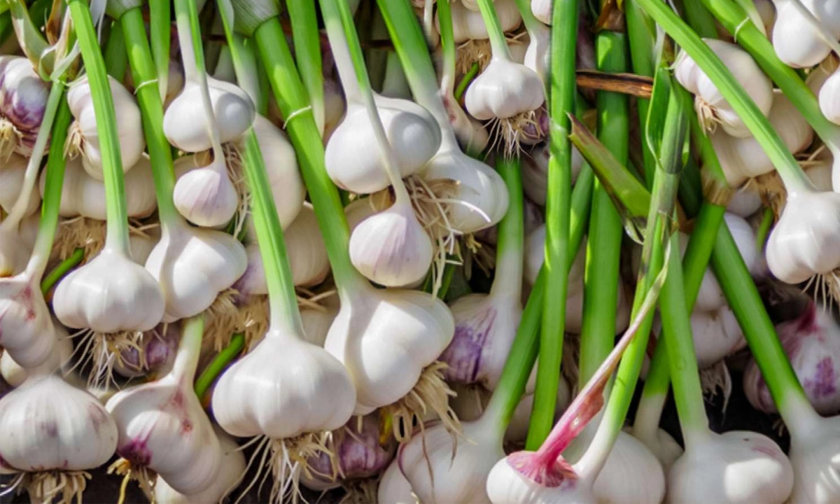 রসুন। ছবি - সংগৃহীত