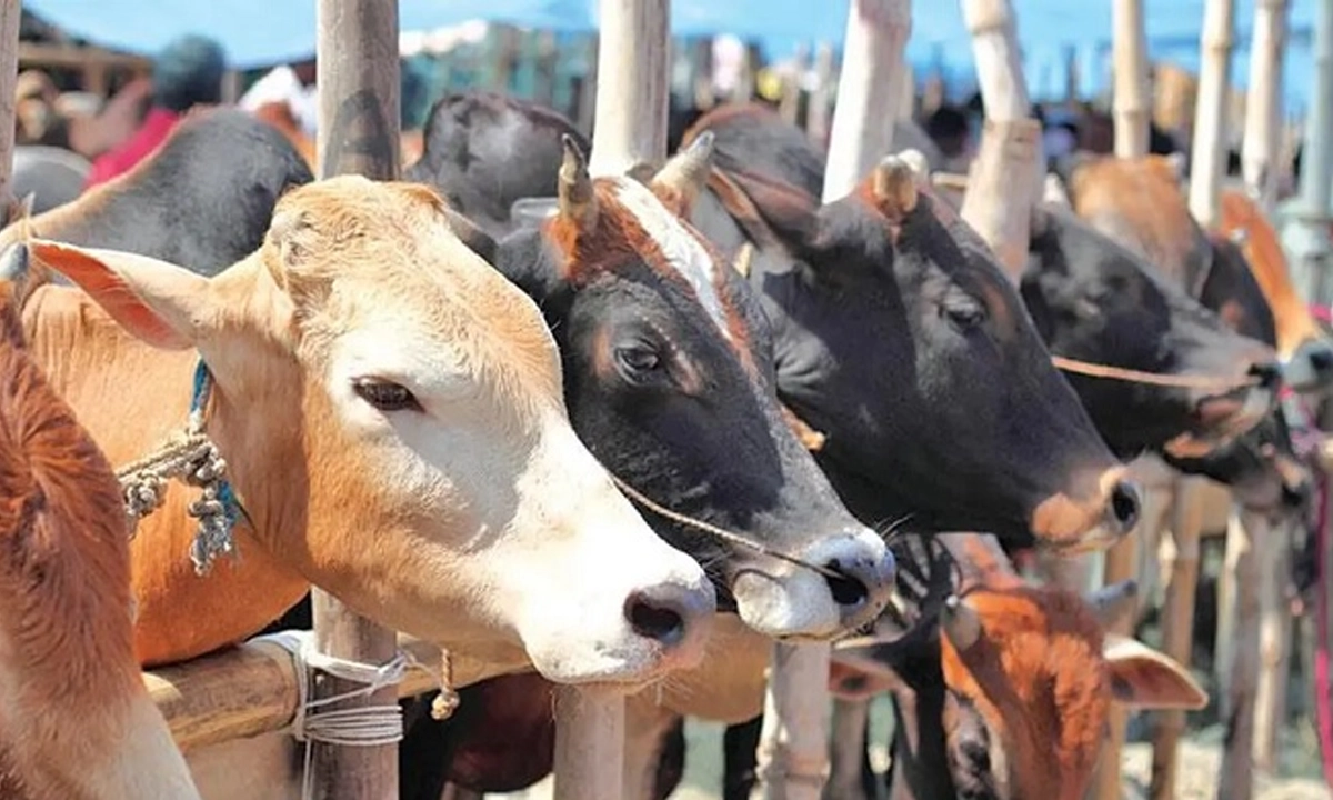 ছবি : সংগৃহীত