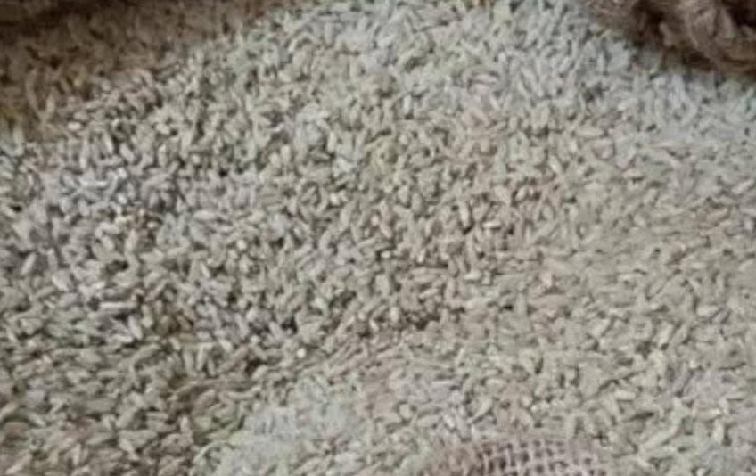 বিতরণ করা চালের মধ্যে ১০-১২ বস্তা চাল এতটাই পচা যে কেউ নেয়নি। ছবি- রূপালী বাংলাদেশ