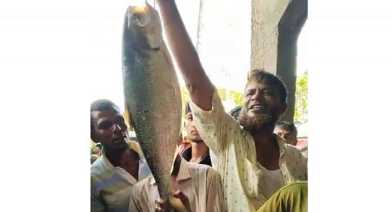 রামগতিতে ৩ কেজির ইলিশ ১০ হাজার টাকায় নিলাম। ছবি- রূপালী বাংলাদেশ