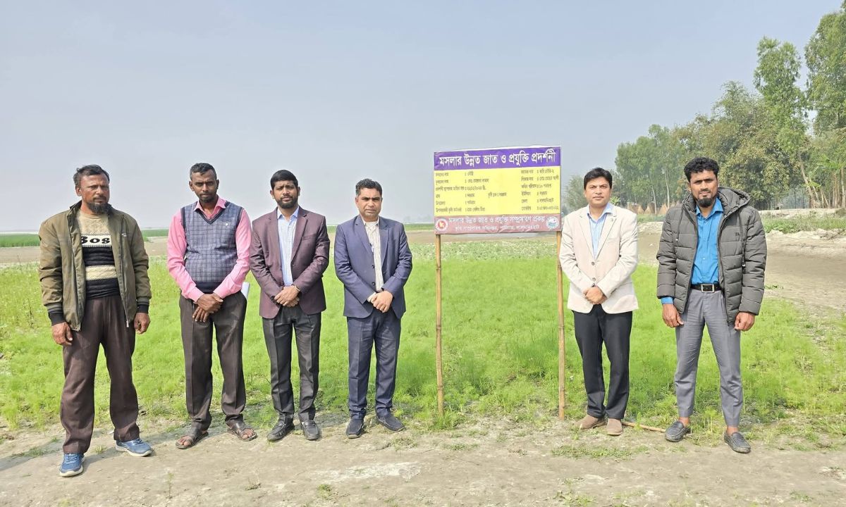 পাটগ্রামে মৌরি চাষ। ছবি : রূপালী বাংলাদেশ