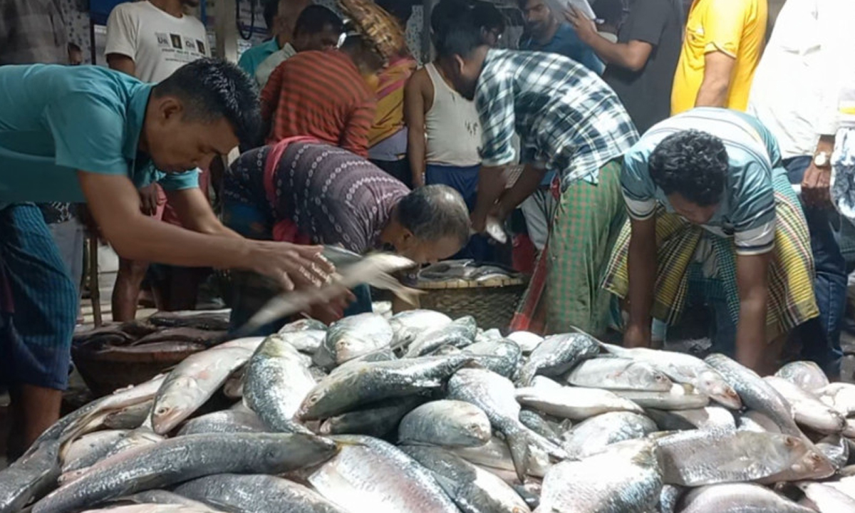চাঁদপুর মাছঘাটে এখনো আশানুরূপ বাড়েনি ইলিশের সরবরাহ। ছবি- সংগৃহীত