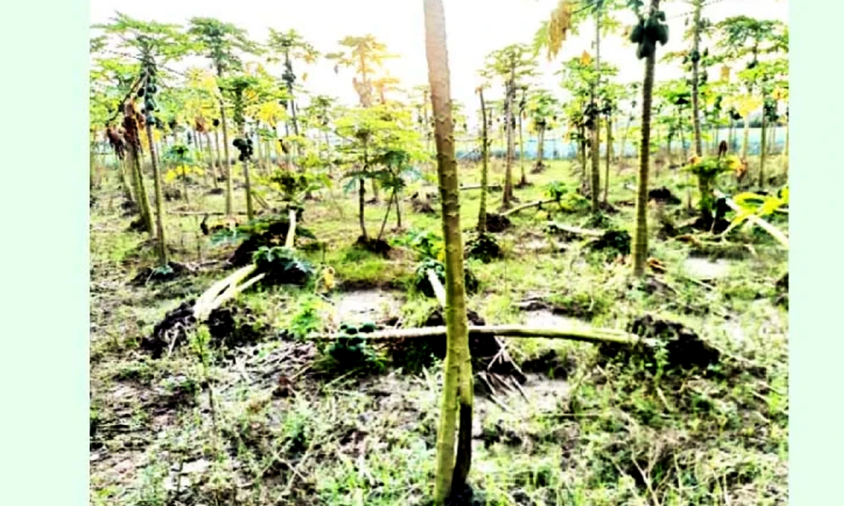 ক্ষতিগ্রস্ত জমি। ছবি- সংগৃহীত