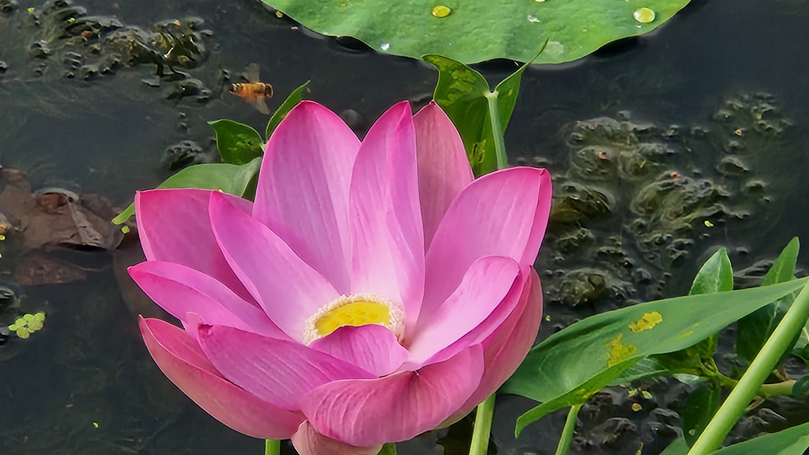 ছবি- রূপালী বাংলাদেশ