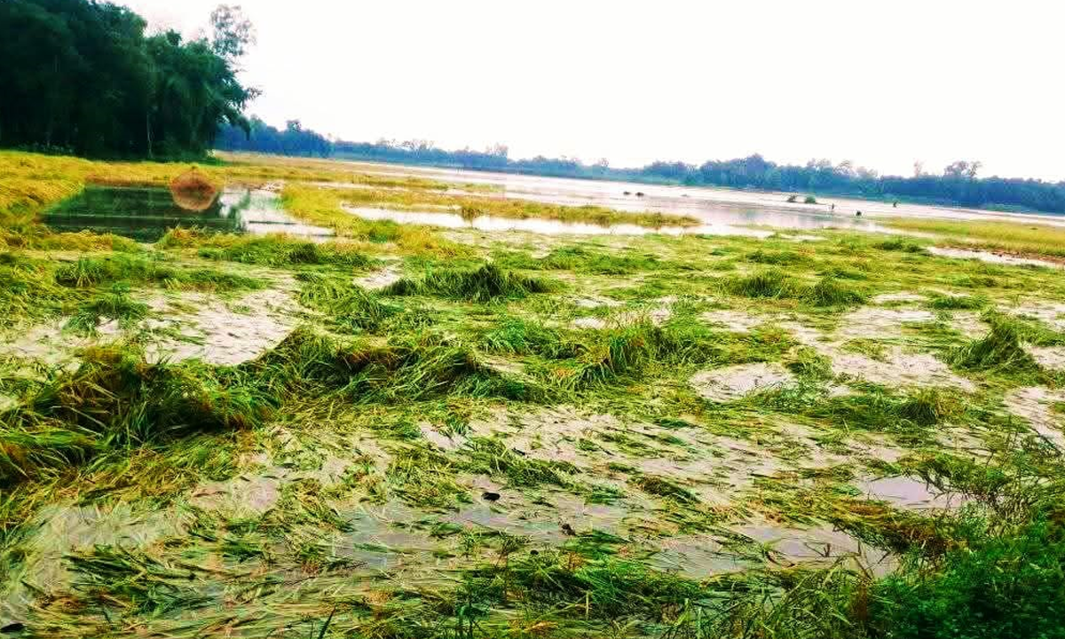 ক্ষতিগ্রস্ত ধান। ছবি- রূপালী বাংলাদেশ