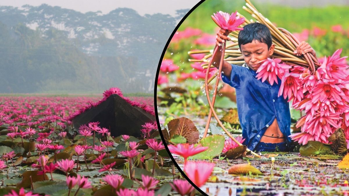 শাপলার বিল। ছবি- সংগৃহীত