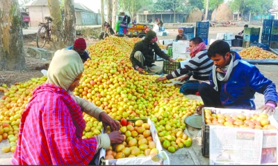 ধুনটে ৩২ কোটি টাকার টমেটো উৎপাদনের লক্ষ্যমাত্রা নির্ধারণ