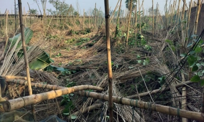 দুর্গাপুরে কৃষকের পানবরজ ভাঙচুরের অভিযোগ