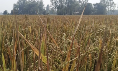 ইটভাটার আগুনে পুড়ল আড়াই শ বিঘা জমির ধান