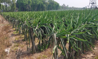 ড্রাগন চাষে ব্যাপক লাভের আশা শৈলকুপার কৃষকদের