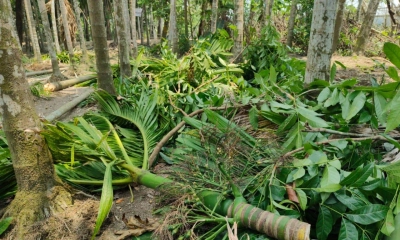 রাতের আঁধারে সুপারি গাছ কেটে জমি দখলের চেষ্টা