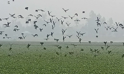 ডানার ঝাপটায় জেগে ওঠে জলাভূমি