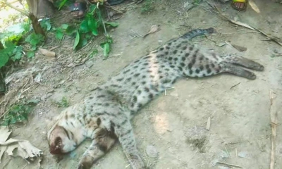 বড়াইগ্রামে নির্মম হত্যার শিকার বিপন্নপ্রায় একটি মেছো বাঘ