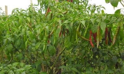 মরিচের চারা চুরি নিয়ে সংঘর্ষ প্রাণ গেল জেলসাদের