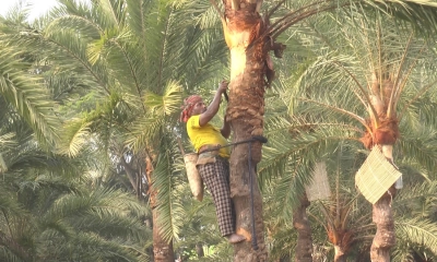 ভেজালের ভিড়ে বিপন্ন মাদারীপুরের ঐতিহ্যবাহী খেজুর গুড়ের সুখ্যাতি