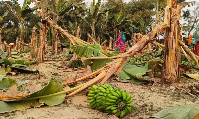 গাছের সঙ্গে শত্রুতা