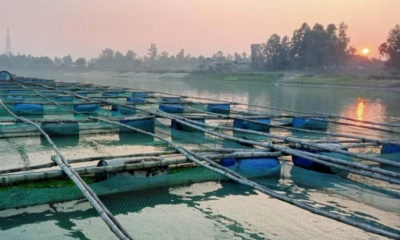 ফুলজোর নদীতে খাঁচায় মাছ চাষ। ছবি- রূপালী বাংলাদেশ